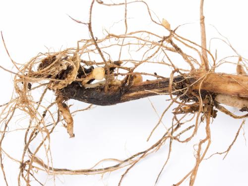 Pomme de terre - Jambe noire (Pectobacterium atrosepticum)