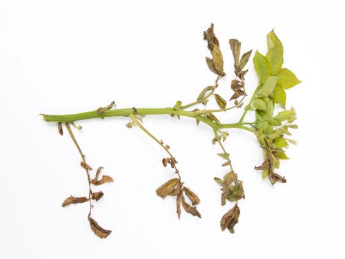 Pomme de terre - Verticilliose (Verticillium dahliae)