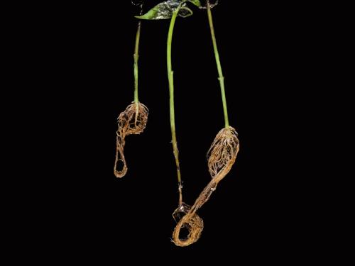 Poivron - Pourriture sclérotique (Sclerotinia sclerotiorum)