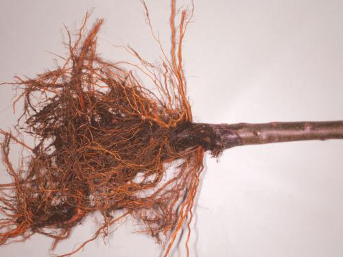 Pomme - Pourriture des racines et du collet (Phytophthora cactorum)