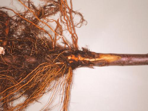 Pomme - Pourriture des racines et du collet (Phytophthora cactorum)