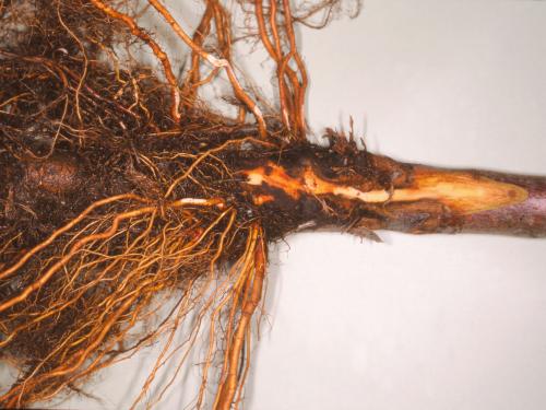 Pomme - Pourriture des racines et du collet (Phytophthora cactorum)