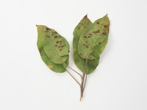 Pomme - Tavelure (Venturia inaequalis)_6