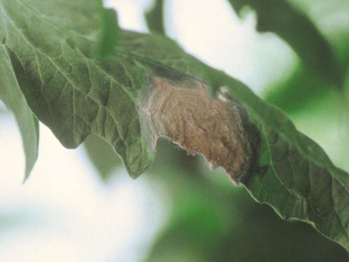Tomate - Moisissure grise (Botrytis cinerea)_3