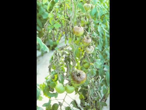 Tomate - Mildiou (Phytophthora infestans)