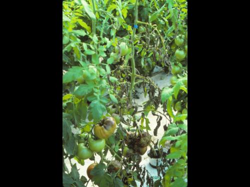 Tomate - Mildiou (Phytophthora infestans)