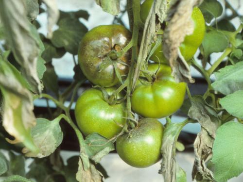Tomate - Mildiou (Phytophthora infestans)