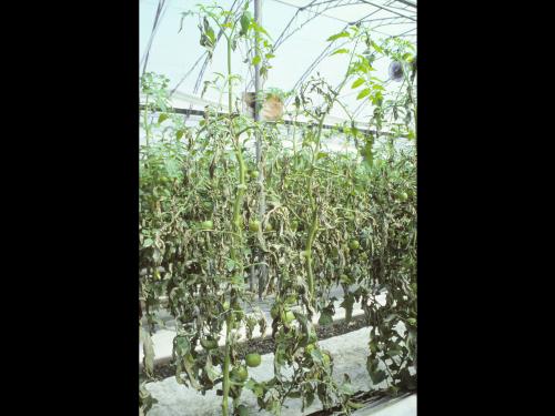 Tomate - Mildiou (Phytophthora infestans)
