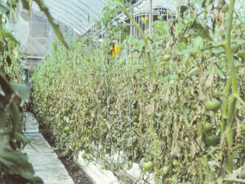 Tomate - Mildiou (Phytophthora infestans)