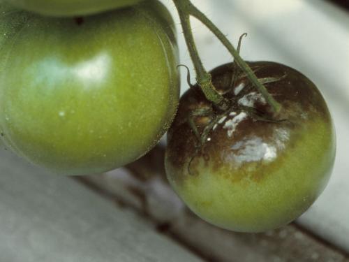 Tomate - Mildiou (Phytophthora infestans)