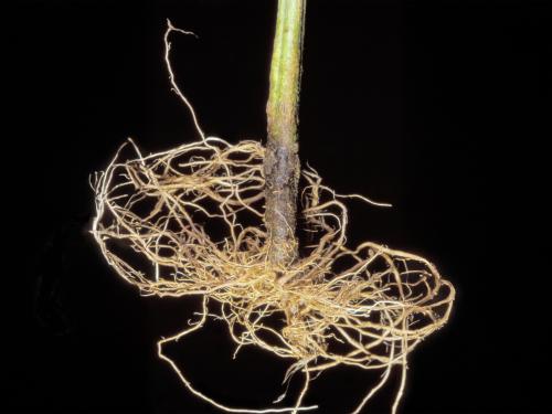 Tomate - Rhizoctone commun (Rhizoctonia solani)