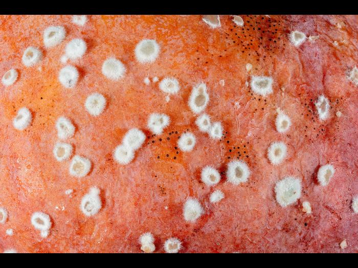 Monilinia_polystroma_1