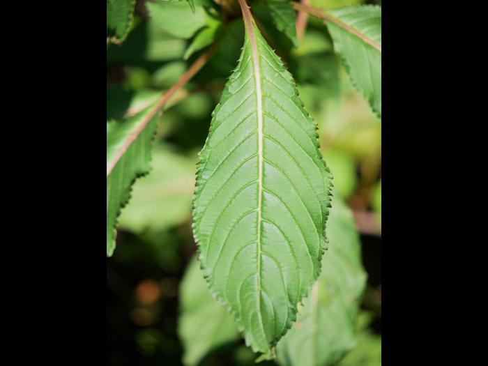 Impatiente glanduleuse (Impatiens glandulifera)_3
