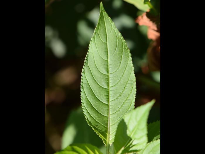 Impatiente glanduleuse (Impatiens glandulifera)_7