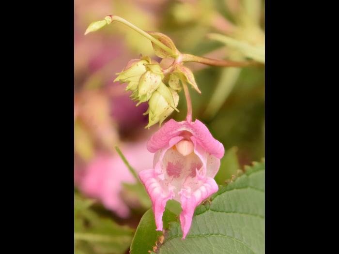 Impatiente glanduleuse (Impatiens glandulifera)_15