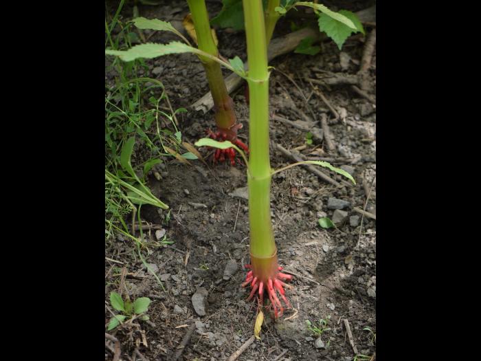 Impatiente glanduleuse (Impatiens glandulifera)_18