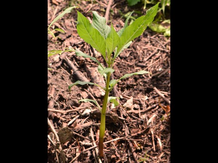 Impatiente glanduleuse (Impatiens glandulifera)_22