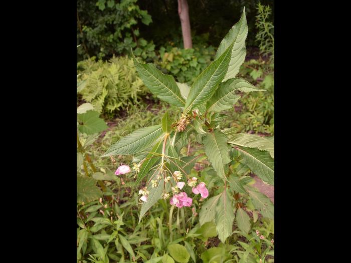 Impatiente glanduleuse (Impatiens glandulifera)_27