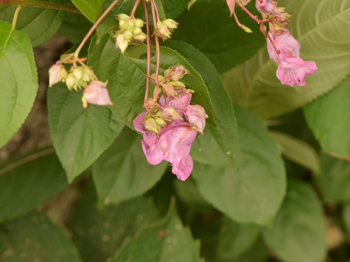 Impatiente glanduleuse (Impatiens glandulifera)_33