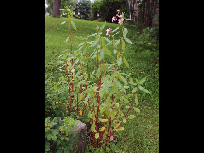 Impatiente glanduleuse (Impatiens glandulifera)_36