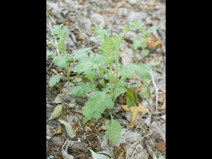 Seneçon visqueux (Senecio viscosus)_5