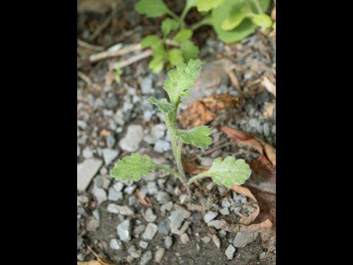 Seneçon visqueux (Senecio viscosus)_8