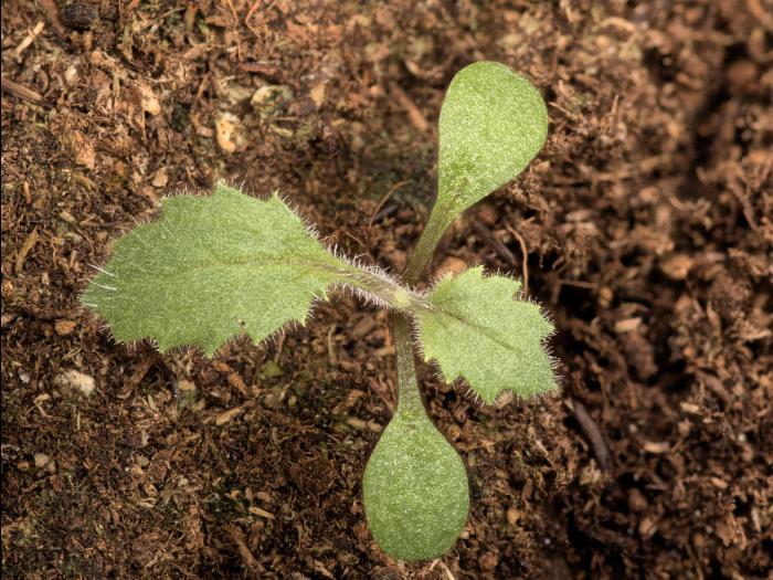 Seneçon visqueux (Senecio viscosus)_20