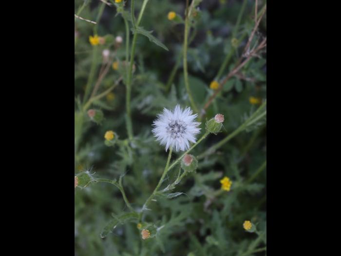 Seneçon visqueux (Senecio viscosus)_22