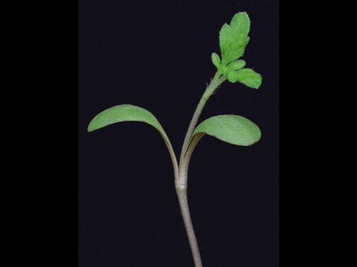 Petite herbe à poux (Ambrosia artemisiifolia)_31