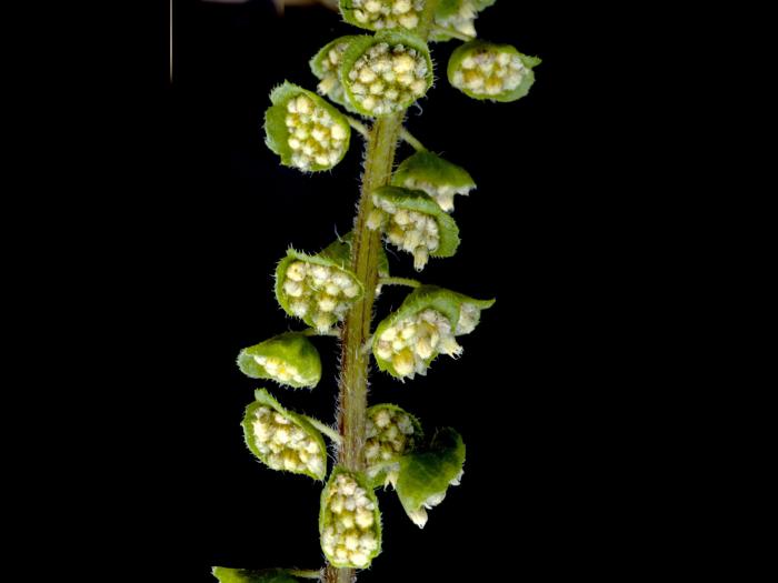 Petite herbe à poux (Ambrosia artemisiifolia)_12