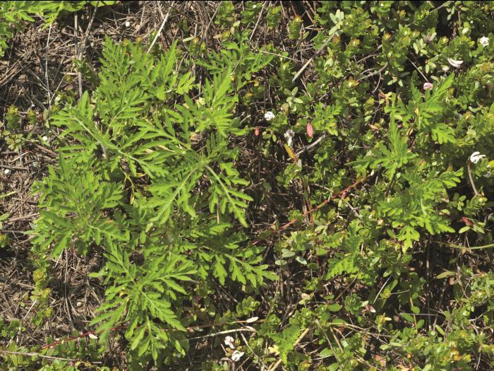 Petite herbe à poux (Ambrosia artemisiifolia)_21