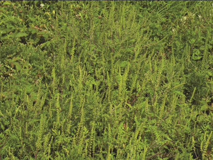 Petite herbe à poux (Ambrosia artemisiifolia)_22