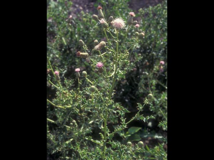 Chardon champs(Cirsium arvense)_8