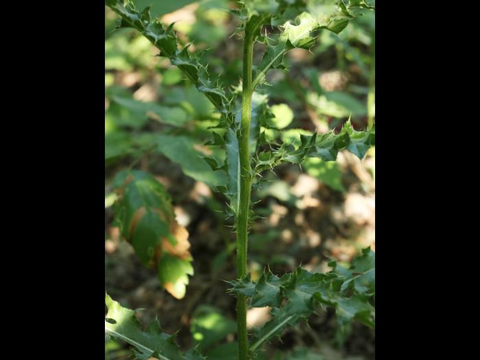 Chardon champs(Cirsium arvense)_18