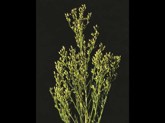 Vergerette du Canada(Erigeron canadensis)_5