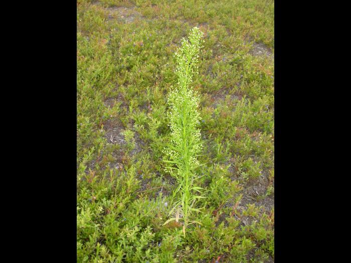 Vergerette du Canada(Erigeron canadensis)_13
