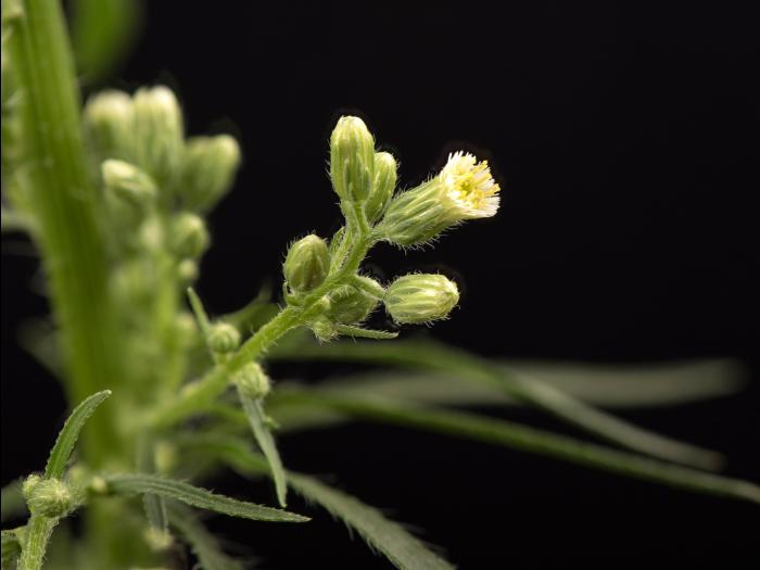 Vergerette du Canada(Erigeron canadensis)_28