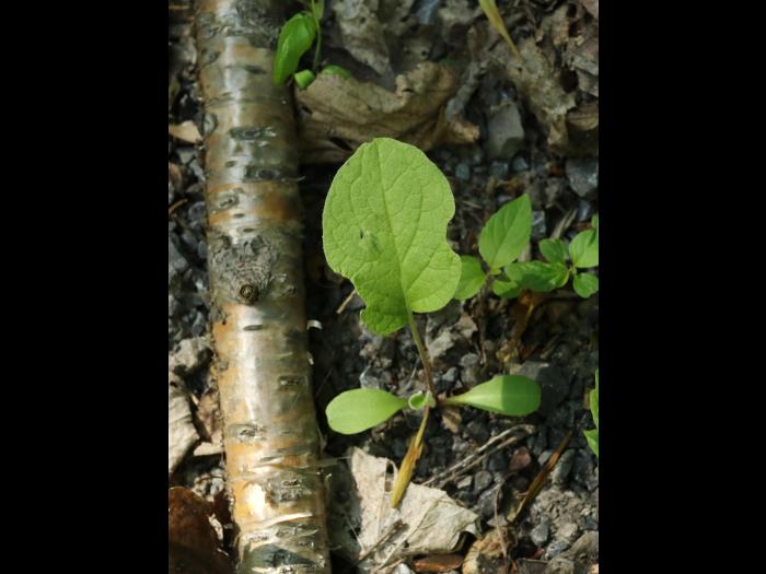 Petite bardane (Arctium minus)_14