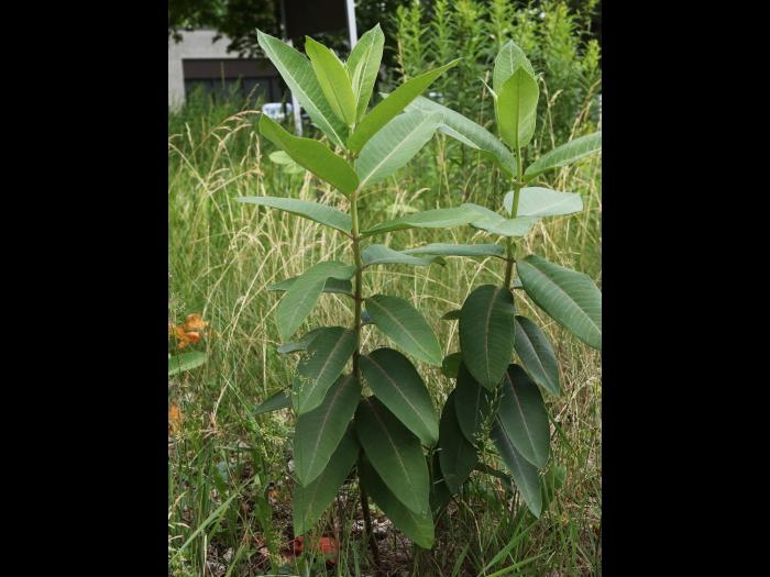 Asclépiade commune (Asclepias syriaca)_20