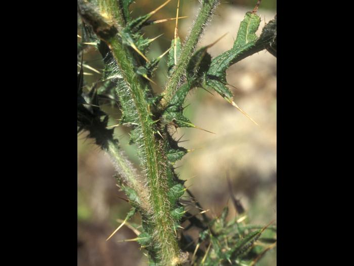 Chardon vulgaire(Cirsium vulgare)_10