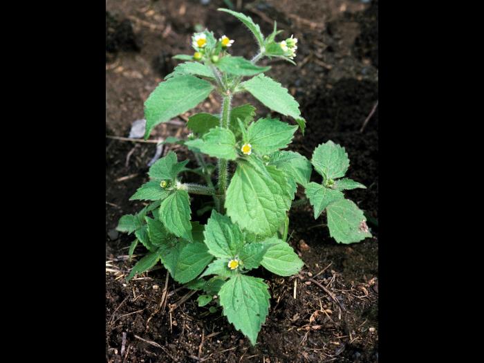 Galinsoga cilié (Galinsoga quadriradiata)_5