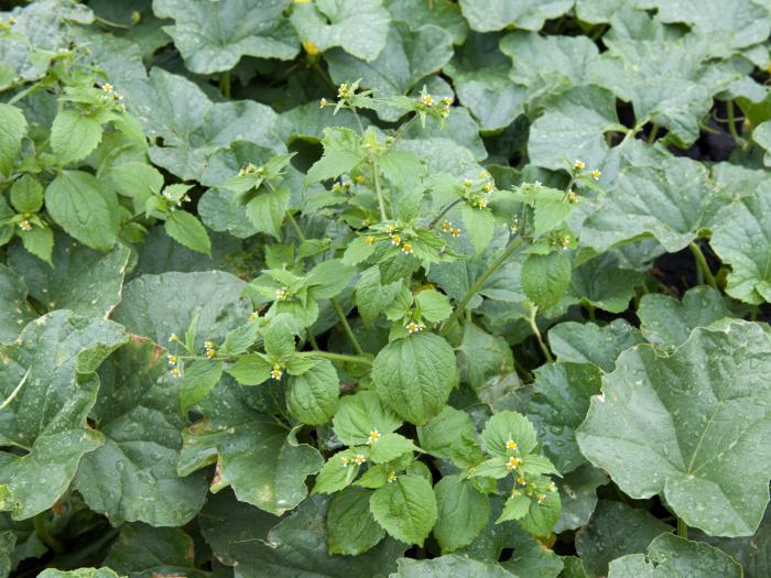 Galinsoga cilié (Galinsoga quadriradiata)_9