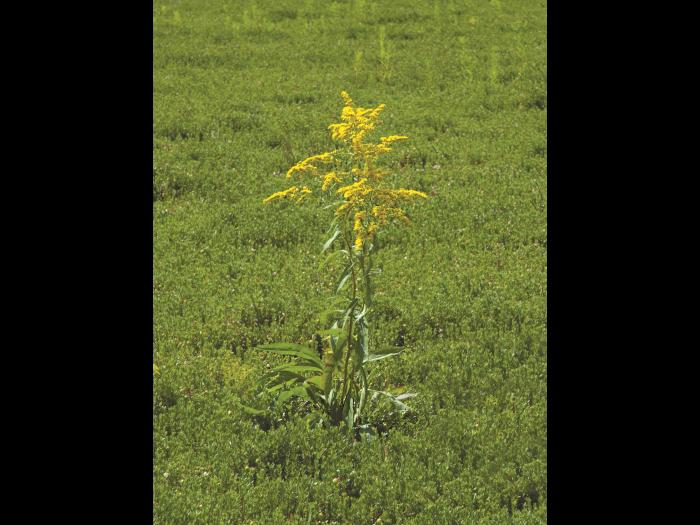 Verge d'or du Canada(Solidago canadensis)_6