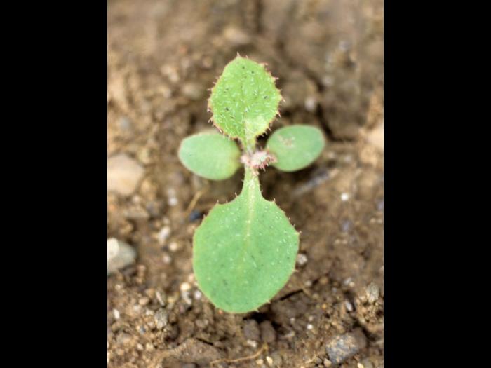 Laiteron potager (Sonchus oleraceus)_1
