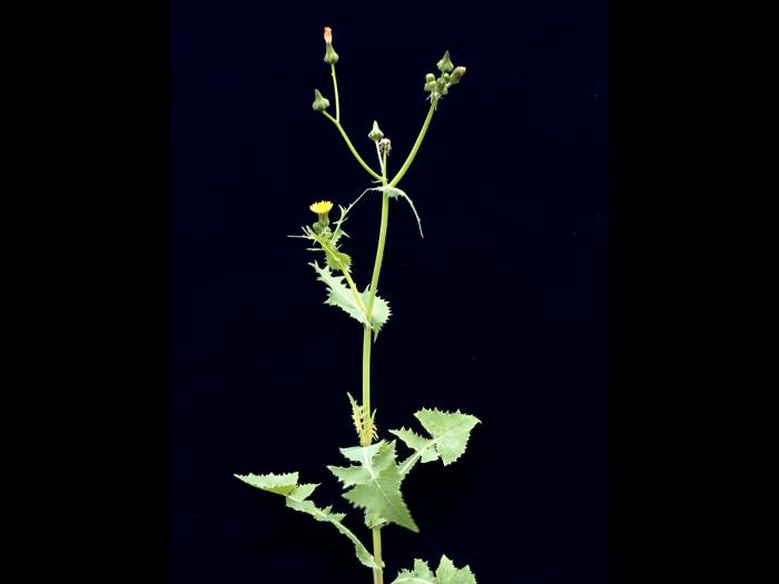 Laiteron potager (Sonchus oleraceus)_5