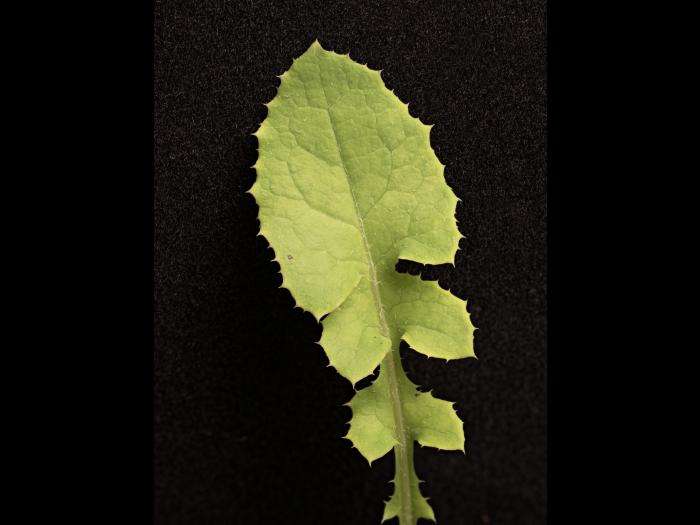 Laiteron potager (Sonchus oleraceus)_15