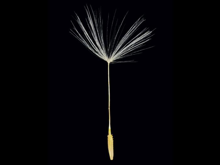 Pissenlit (Taraxacum officinale)_19