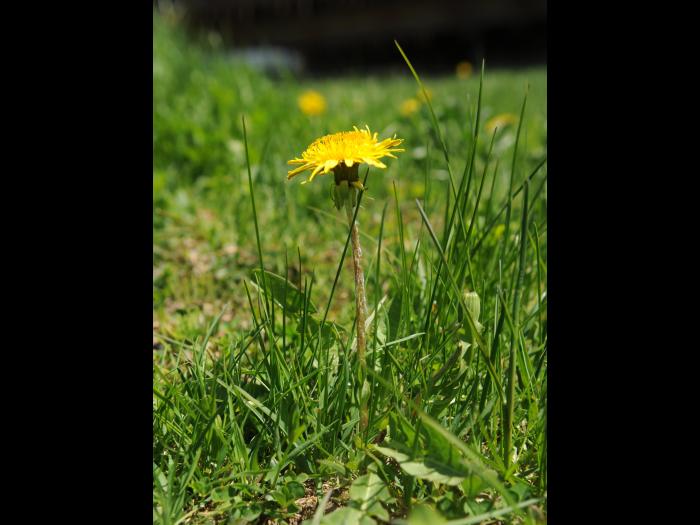 Pissenlit (Taraxacum officinale)_24