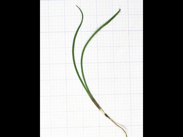 Salsifis prés (Tragopogon pratensis)_1