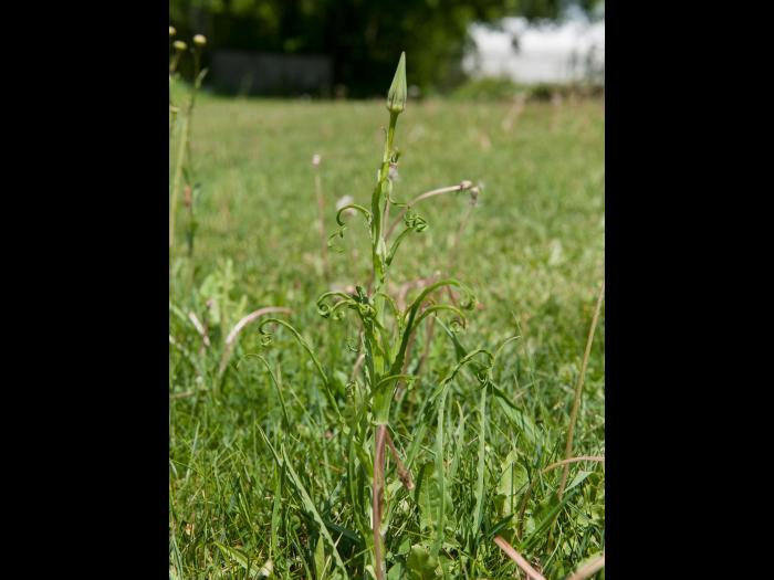 Salsifis prés (Tragopogon pratensis)_8